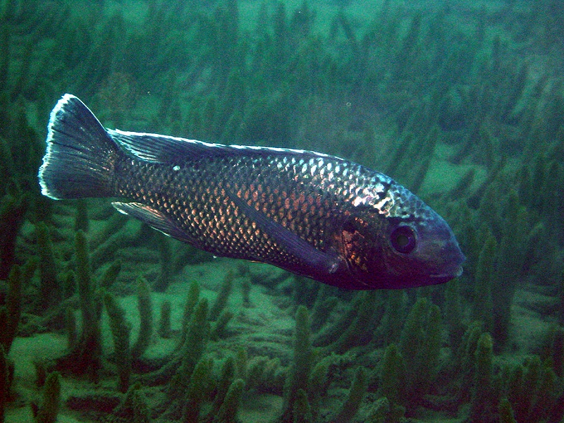 Oreochromis squamipinnis 'Chinuni'